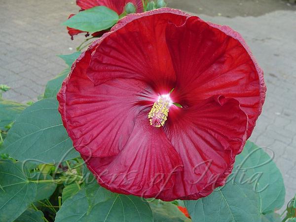 Luna Red Rose Mallow
